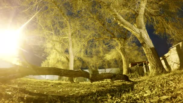 Night Lapse Giant Tree Branch Middle Yard Surrounded Fence Trees — Stockvideo
