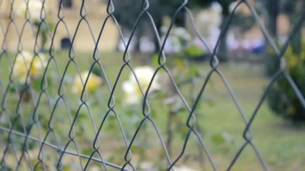 Fence Yellow Roses Blurred Background — Stock videók