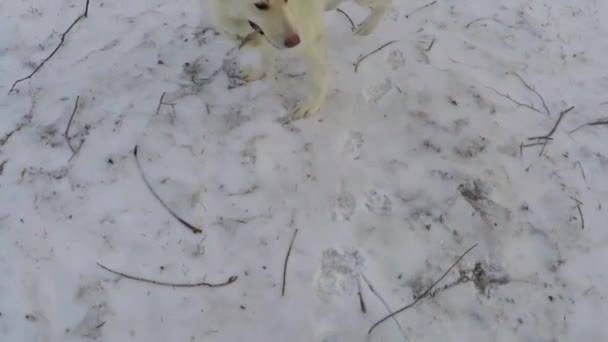 Slow Motion White Husky Dog Plays Broken Branches Dog Toys — 비디오