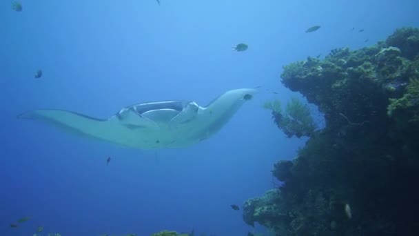 Mantaray Hovering Coral Bommie Get Cleaned Fish — 图库视频影像