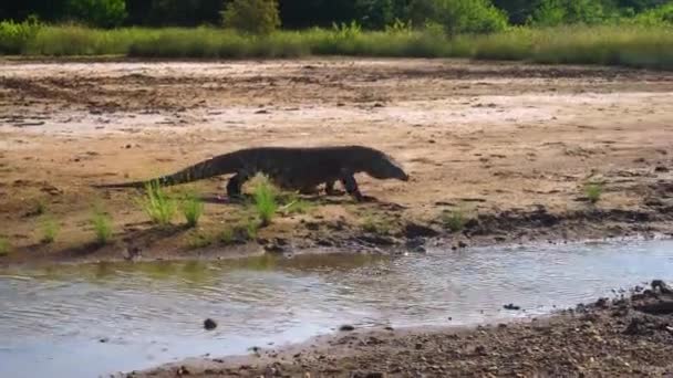 Komodo Dragon Walking Small River Rinca Island — Vídeo de stock