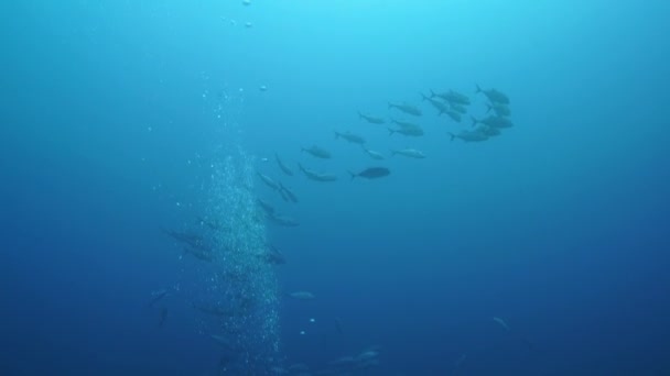 Camera Pan Surface Bottom Schooling Fish Top Diver — Vídeo de Stock