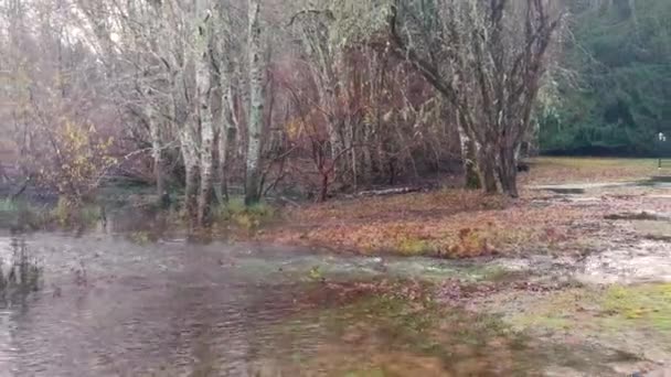 Reveal Shot Canadian Geese Water Autumn — Stockvideo