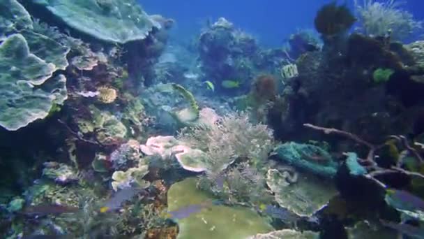 Camera Gliding Hawksbill Turtle Eating Reef — Stockvideo