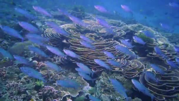 Underwater Footage Fish Divers Coral Reef — Vídeos de Stock