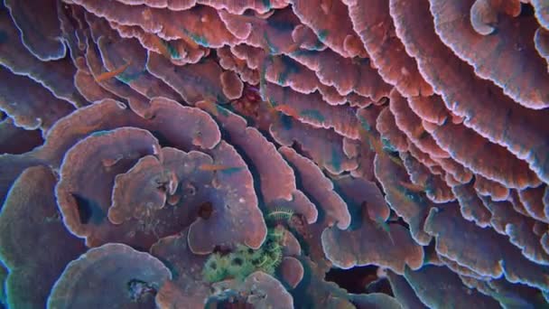 Camera Start Healthy Coral Garden Pan Water — Vídeo de Stock