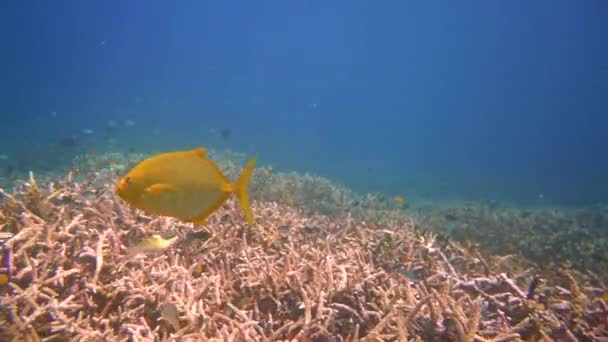 Жовтий Плаваючий Повз Камеру Різноманітними Цілими Фоном — стокове відео