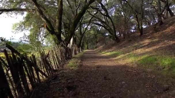 Walking Tree Tunnel Next Old Fence Vineyard — 图库视频影像