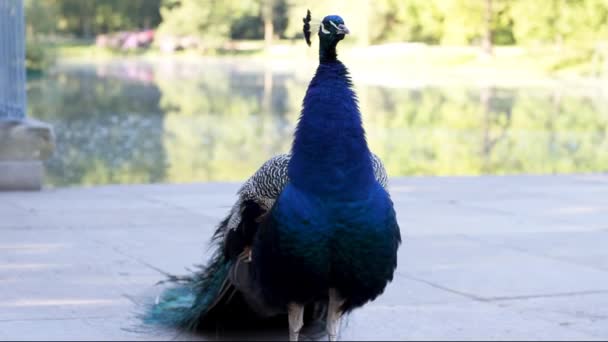 Peacock Shaking Blue Feathers Sunny Summer Day — Stockvideo