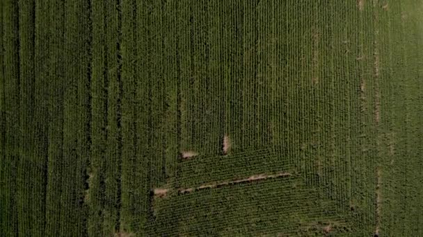 Aerial View Country Road Cars Commuting Cornfields Trees Surrounding Nice — Wideo stockowe