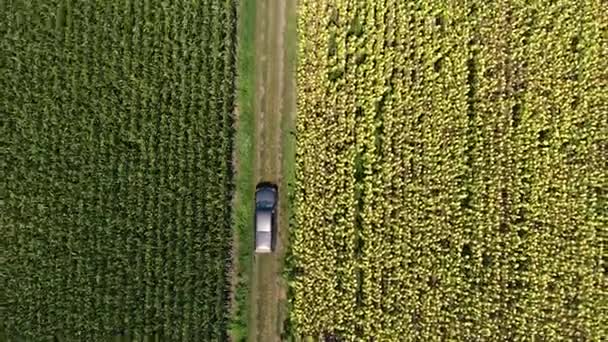 Car Crossing Road Corn Sunflower Plantations — Stockvideo