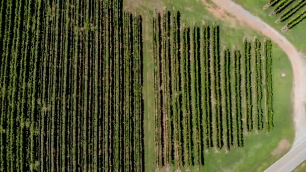 Aerial View Vineyard Georgia Showing Beautiful Rows Landscape — Stock video
