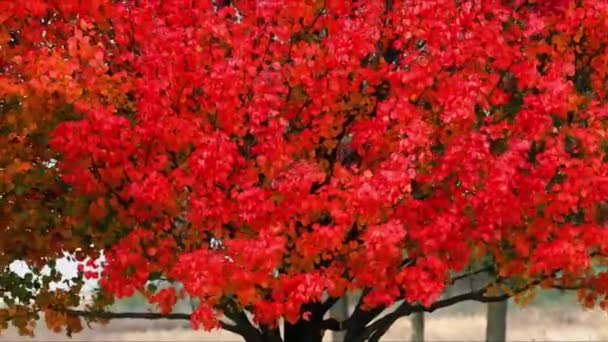 Autumn Colors Come Just Fall Leaves Summer Turn Reds Yellows — Video Stock