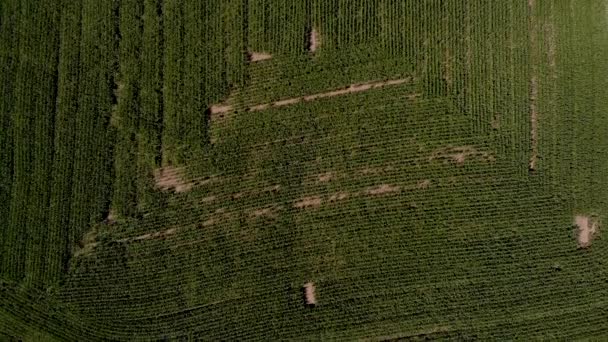 Αεροφωτογραφία Του Επαρχιακού Δρόμου Αυτοκίνητα Μετακίνηση Cornfields Και Δέντρα Που — Αρχείο Βίντεο