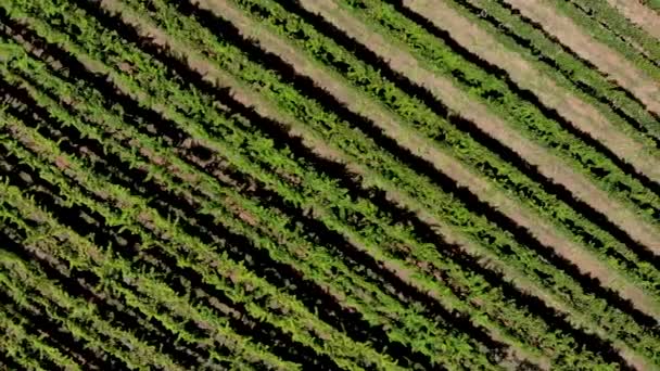 Aerial View Vineyard Georgia Showing Beautiful Rows Landscape — Stok video