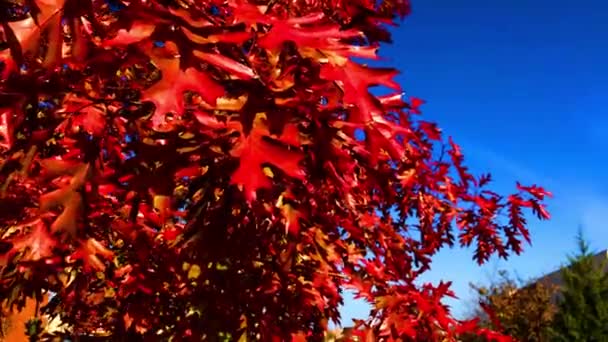 Autumn Colors Come Just Fall Leaves Summer Turn Reds Yellows — Vídeo de Stock