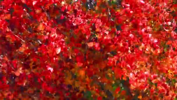 Autumn Colors Come Just Fall Leaves Summer Turn Reds Yellows — Stock video