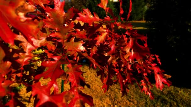 Autumn Colors Come Just Fall Leaves Summer Turn Reds Yellows — Stockvideo