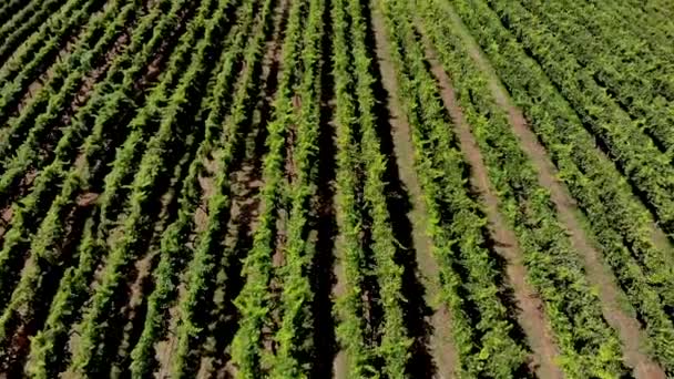 Aerial View Vineyard Georgia Showing Beautiful Rows Landscape — Stockvideo