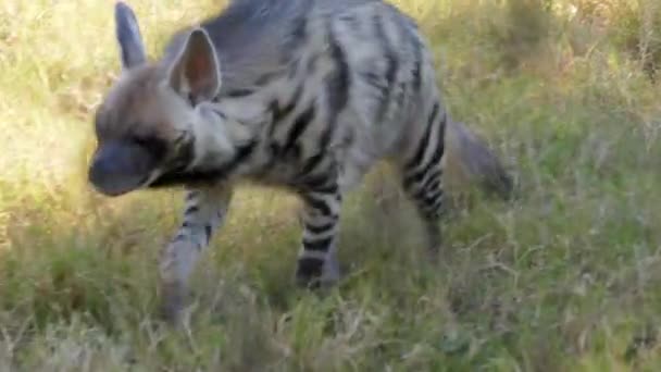 Hyena Walking Grass Zoo — Stockvideo