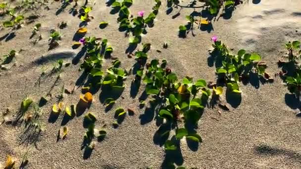 Красиві Пляжні Квіти Лозах Які Ростуть Вологому Піску — стокове відео