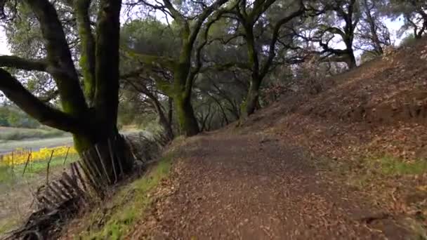 Smooth Gimbal Shot Walking Path Next Vineyard Mossy Tree Canopy — Vídeo de Stock