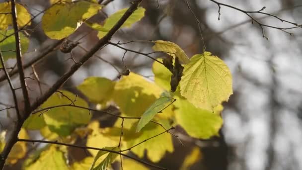 Leaves Fall Lit Sunshine — Vídeo de Stock