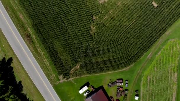 Aerial View Country Road Cars Commuting Cornfields Trees Surrounding Nice — Stock videók