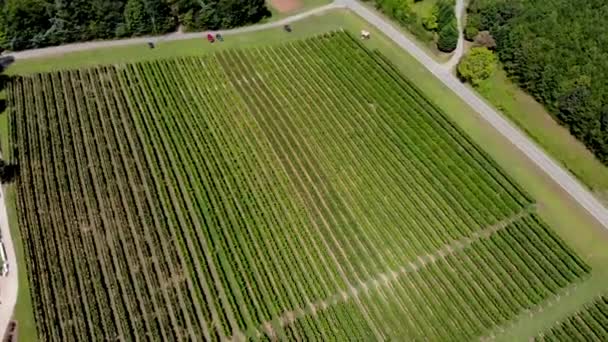 Aerial View Vineyard Georgia Showing Beautiful Rows Landscape — ストック動画