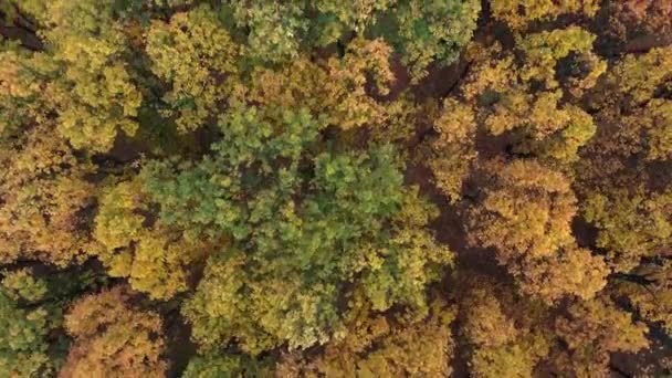 Aerial Top Shot Colorful Forest Fall Hungary — Stockvideo