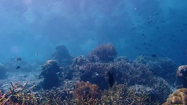 Static Camera Angle Tripod Capture Life Coral Reef Water Surface — Stockvideo