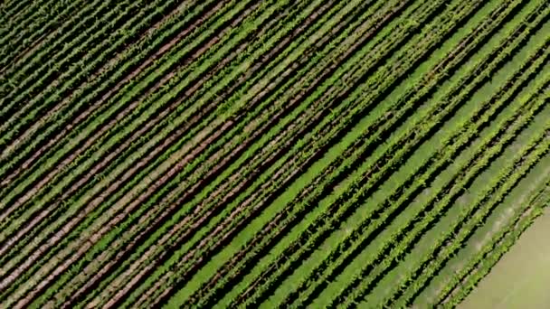 Aerial View Vineyard Georgia Showing Beautiful Rows Landscape — Video Stock