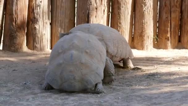 Tortoise Fighting Zoo Background Close — Stock Video