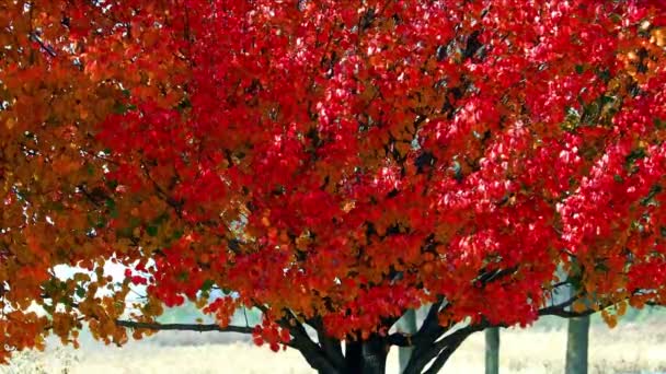 Autumn Colors Come Just Fall Leaves Summer Turn Reds Yellows — Stock video