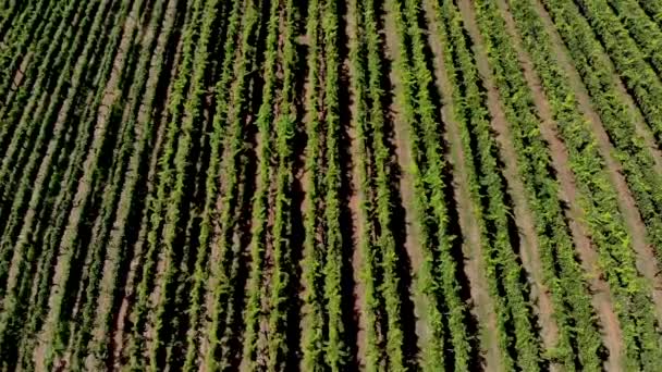 Aerial View Vineyard Georgia Showing Beautiful Rows Landscape — Stockvideo