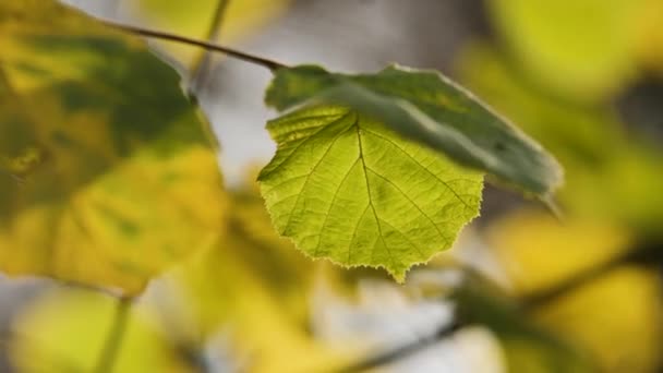 Green Leaves Lit Sunshine Fall — 图库视频影像