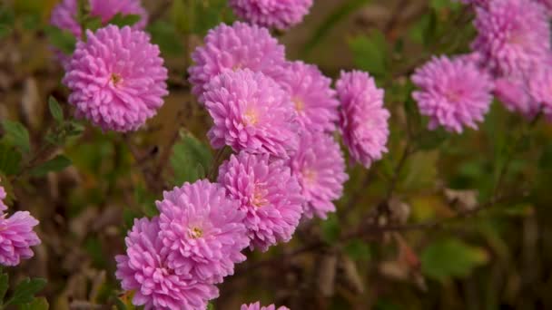 Pink Chrysanthemum Morifolium Agarden Fall — Vídeos de Stock