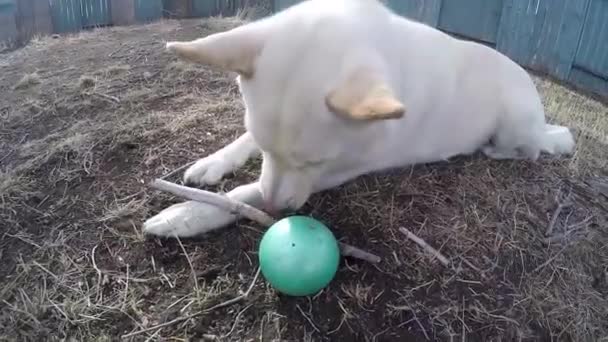 White Dog Yard Playing Branch Green Rubber Ball Toy — Stockvideo