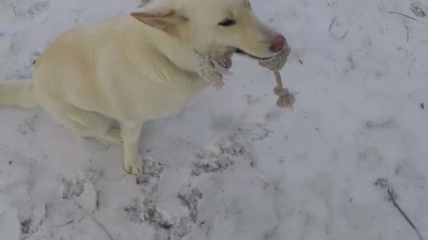 Slow Motion White Husky Dog Rope Dog Toy His Mouth — Vídeo de stock