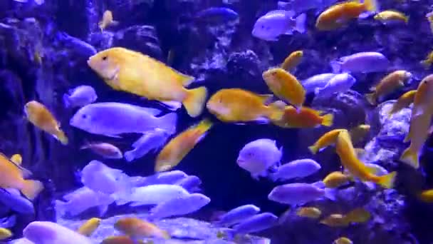 Colorful Fish Aquarium Background Close — 图库视频影像