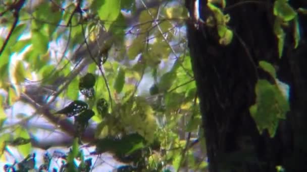 Close Tree Leaves Branches Blowing Wind — Stock video