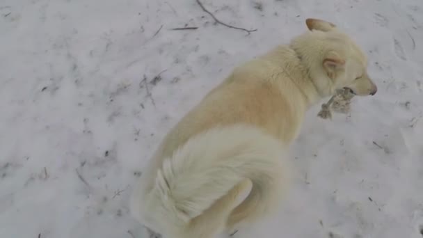 Slow Motion White Husky Dog Running Snow Rope Dog Toy — Stockvideo