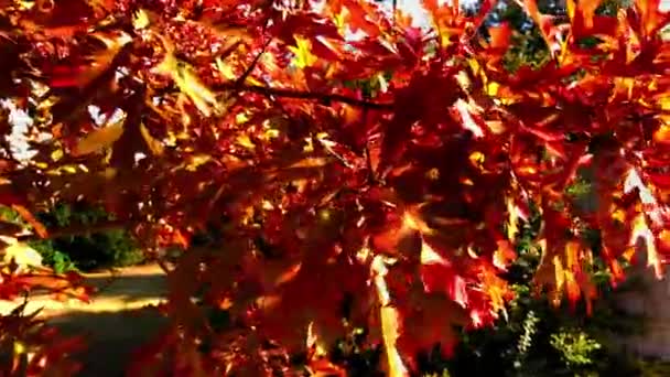 Autumn Colors Come Just Fall Leaves Summer Turn Reds Yellows — ストック動画