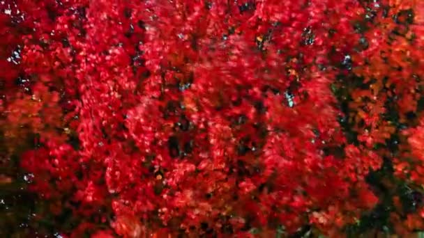 Autumn Colors Come Just Fall Leaves Summer Turn Reds Yellows — Stockvideo