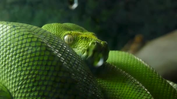 Green Python Branch Glass — Video Stock