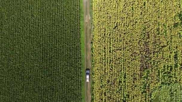 Overland Corn Sunflower Plantations Hungarian Countryside — Stockvideo