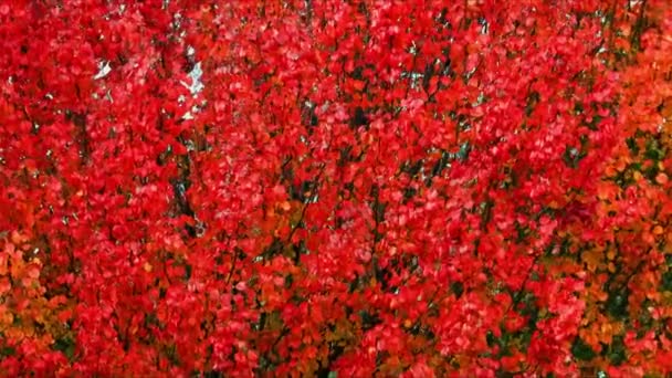 Autumn Colors Come Just Fall Leaves Summer Turn Reds Yellows — Stockvideo