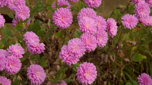 Pink Chrysanthemum Morifolium Background Close — Stockvideo