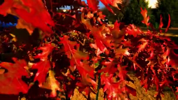 Autumn Colors Come Just Fall Leaves Summer Turn Reds Yellows — Vídeos de Stock
