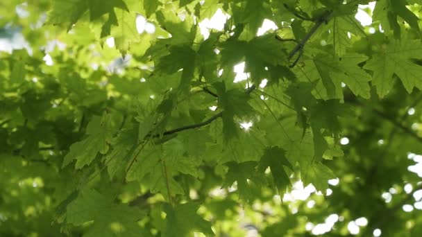 Close Large Green Maple Leaves Sun Rays Shining Out Branches — Vídeo de stock